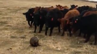 Herding cattle in Saskatchewan? Leave it to beaver