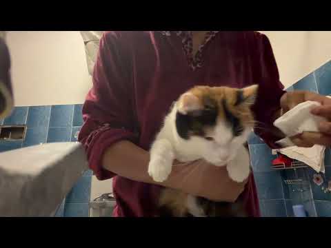 Cat night routine 😻😻