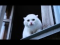 Белый кот защищает квартиру 