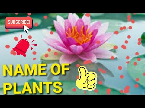 NAME OF PLANTS. @Keerat Kaur Deol. #highlightsvideo