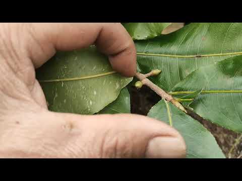 Tạo nút nụ nhanh chóng cho mai vàng, chăm sóc mai cuối tháng 8 , kiểm tra nút nụ cho mai