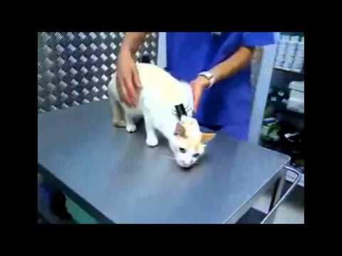 Vet shows how to make a cat freeze