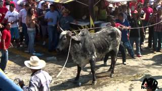 preview picture of video 'Embalse de toros en Tlacotalpan'
