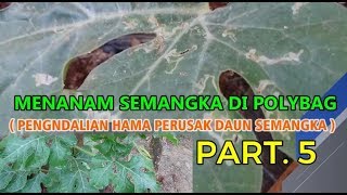 Tutorial Tani Menanam SEMANGKA DI POLYBAG  (Pengendalian HAMA)  PART .5