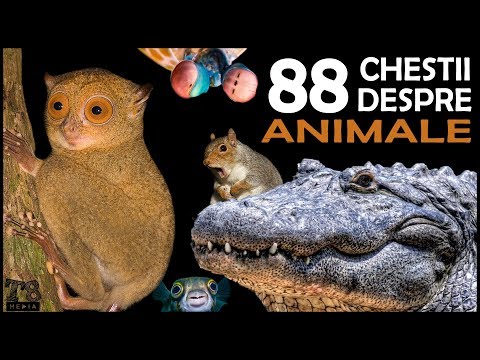 , title : '88 de Chestii Interesante despre Animale'
