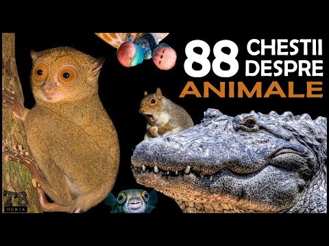 88 Interesting Facts About Animals