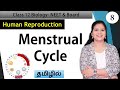 Menstrual Cycle and its Hormonal Control in Tamil (தமிழ்)