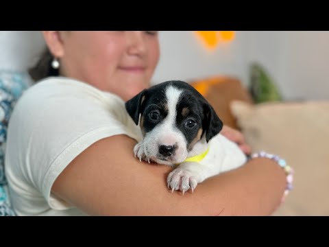 Dog for adoption - Mary Beth Dixie, a Labrador Retriever &amp; Pit Bull Terrier Mix in Montreal, QC ...