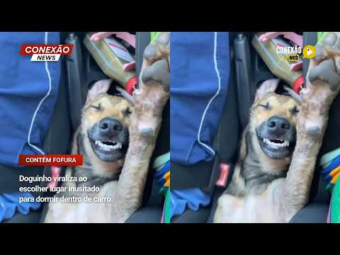 Vídeo: Doguinho viraliza ao escolher lugar inusitado para dormir dentro de carro.