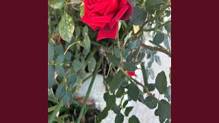 Download lagu Ella se mueve mp3 Download lagu Ella se mueve mp3