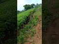 Andaman Beautifully Vegetables Cultivation Youtube Viral Shrot