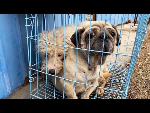 Breeding dogs lose their value and are eliminated, use their eyes to ask for help