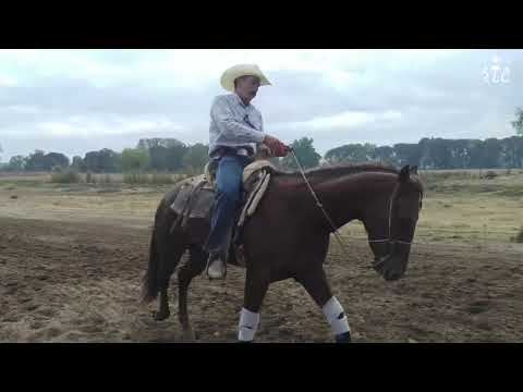 C13P1 EL CAMINO AL FUTURITY VIP