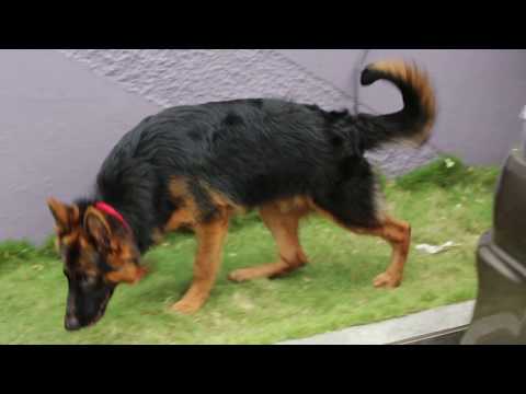 German Shepherd | Remo | Doggy | Intelligent Dog