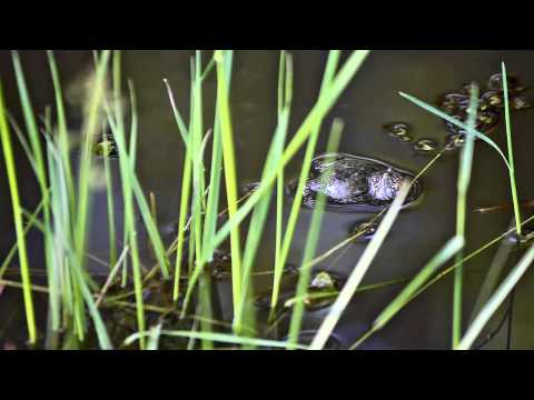 Buhai de balta cu burta galbena - Yellow-bellied Toad (Bombina variegata)