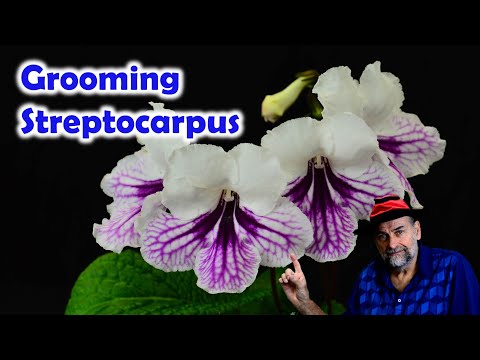 How to Groom Streptocarpus  - Keep your cape primrose healthy and looking great