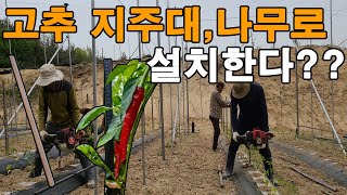 고추밭 지주대 나무로 설치한다? 고추 지주대 설치 고추끈 묶기