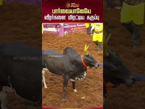 பார்வையாலேயே வீரர்களை மிரட்டிய கருப்பு..!! | AlanganallurJallikattu | Madurai