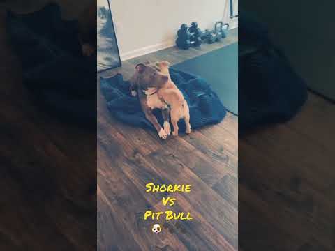 Shorkie vs Pit Bull Pt. 1🔥🐾🐾Dogs Of Ticktok ASMR 🐶❤️❤️