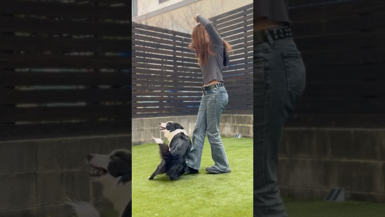 いつでもどこでも相棒とダンス踊っちゃうよ　#dog #doglife #dogtricks