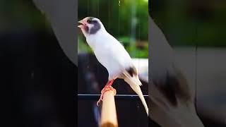 Download lagu Canary bird singing | canary training song #part1 #birds #bird #canary #canarysinging #fypã‚· #fyp mp3 Download lagu Canary bird singing | canary training song #part1 #birds #bird #canary #canarysinging #fypã‚· #fyp mp3