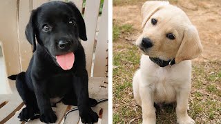 🐶 Funny and Cute Labrador Puppies Videos That Will Change Your Mood For Good | Cute Puppies