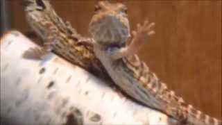 Very Cute Baby Bearded Dragons Wont Stop Waving!