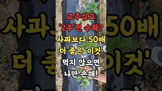 고추심고 2주면 수확? 사과보다 50배 더 좋은 이것 먹지 않으면 나만 손해