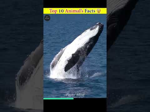Top 10 Animal's Facts #shorts