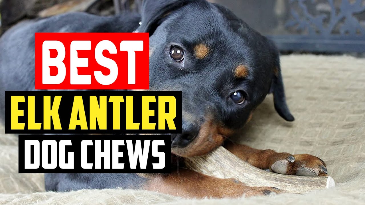 ✅ Top 5 Best Elk Antler Dog Chews in 2025