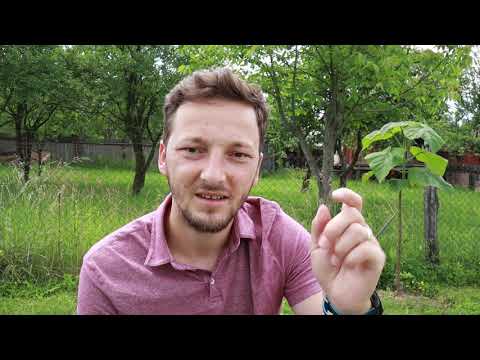 Calea lui Balaam (2 Petru 2:10) | Tălmăciri Ep.13