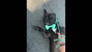 Video preview image #1 Pug-Unknown Mix Puppy For Sale in Newport Beach, CA, USA