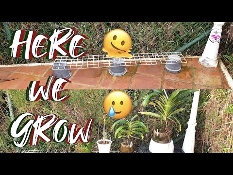 XXL Angraecum Orchids Outdoor Grow Space | Grooming Angraecum Roots | Care #ninjaorchids