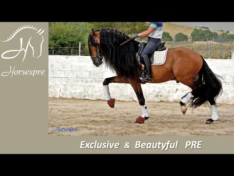 Spectacular Andalusian horse for sale with LONG MANE - PRE  🔝 💎
