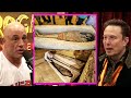 MYSTERIES Of Ancient Egypt! | Joe Rogan & Elon Musk