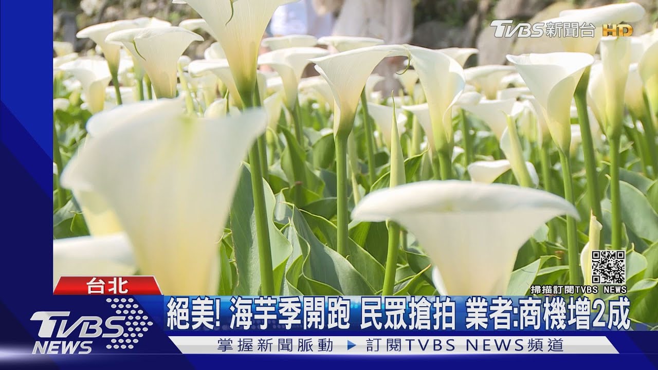 盪鞦韆、三角木屋!海芋季開跑 打卡景點、交管資訊看這