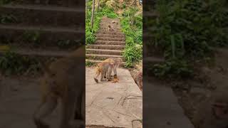 mother dragging baby monkey on the ground #monkey #shorts