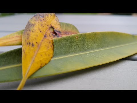 Oleander bekommt gelbe Blätter – Was tun - Ursachen & Lösungen Blätter gelb & fallen ab