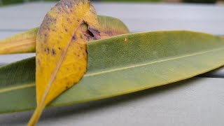 Oleander bekommt gelbe Blätter – Was tun - Ursachen &amp; Lösungen Blätter gelb &amp; fallen ab