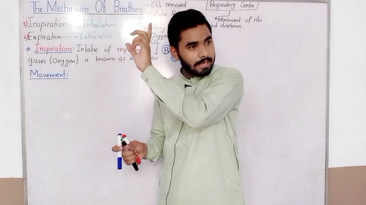 Mechanism of Breathing