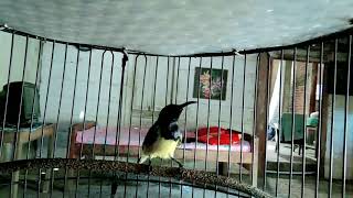 Download lagu Sogon Gacor  isian pleci dan love birth memancing lawan bunyi mp3