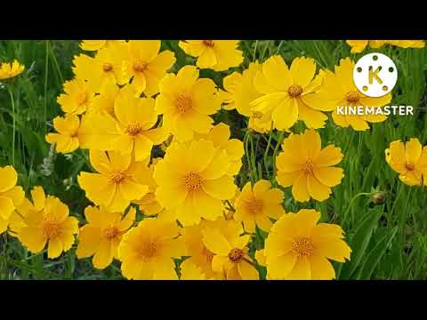 refreshing music, manmohak sangeet beautiful yellow flower @positivetalks3801 #viralvideo #trending