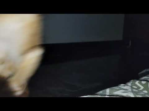 Cat fight funny cat video