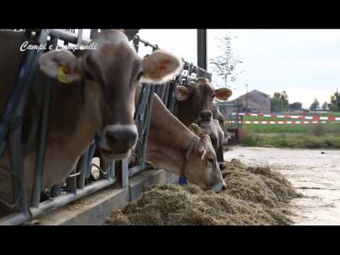 Campi e Campanili punt  30 del 12 02 2017