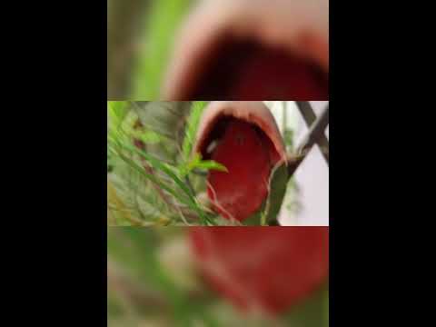 Unnati sightseeing of Cute Meowing Puma like Cat . in Dwarka Delhi. #kitty #tabby #happycat