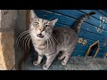 Talkative Gray Cat I Ve Known For 5 Months Started To Greet Me With Lots Of Meows
