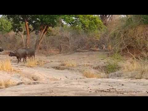 Tough old kakuli showing lions who's boss!