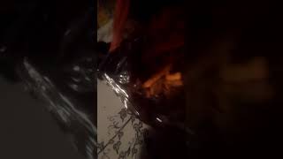 The smallest cheato in the world