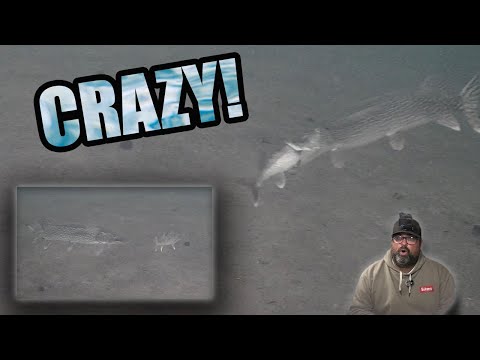 Perch Fishing with the Camera!  | SOMETHING AMAZING HAPPENED!