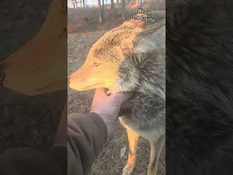 LOCAL HUNTERS 🐺 #weavethecoyote #coyote #cute #animals #animal #nature #wildlife #friends #love